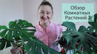 Обзор Комнатных Растений 🪴 3 часть