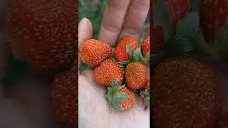 Июньские вкусы и запахи