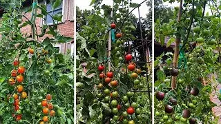 Top 3 Cherry Tomatoes You NEED to Grow!