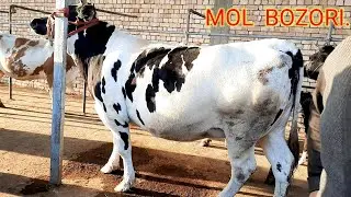 SHÒRO   MOL   BOZORI 👉994882353 👈 СОГИН  СИГИРЛАР