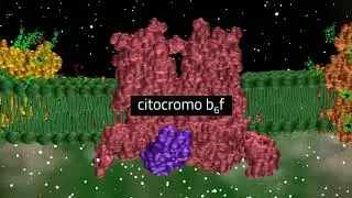 fotosintesi fase luminosa