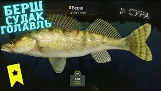 Русская рыбалка 4 (РР4) р. Сура Берш, Судак, Голавль Russian fishing 4 Sura river Zander