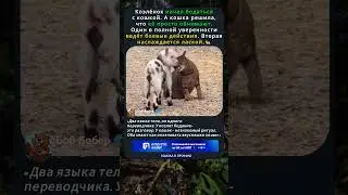 🐐Козлёнок ведёт войну, кошка читает любовь - переводчика между видами не выдали🌐