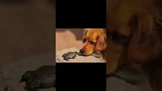 В Австралии живут собаки-наркоманы #shorts