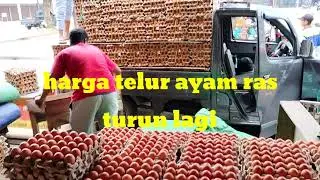 harga telur hari ini turun || telur ayam ras