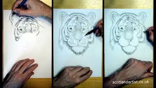 Drawing a tiger with a pencil
