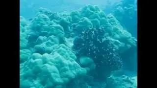Осьминоги, попытка измены во время спаривания
