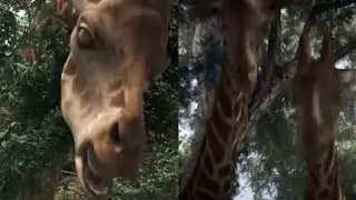 Zoombies [2016] - Giraffe Screen Time