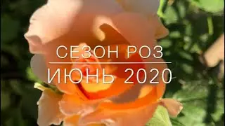 Сезон Роз / Июнь 2020