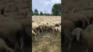 Где больше братанов