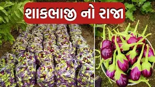 चोकलेट गुलाबी रिंगण धरु  ओर बीज  के लिए संपर्क करें 9016622914