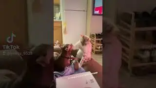 Funny cats