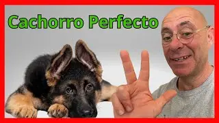 3 Trucos ENTRENAR CACHORRO (Ir al baño, no morder y quedarse solo)