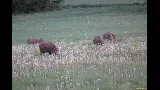 Polowanie na dziki. Hunting Wild Boars. Sudecka Ostoja 7/2020
