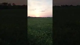 Лабрадор та кукурудза 🌽)))#лабрадор #music #phonk