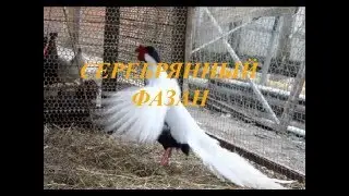 Фазан Серебряный брачный танец