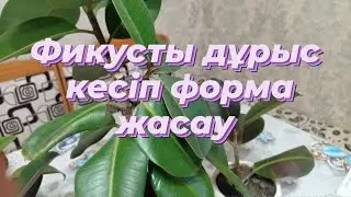 Фикусты дұрыс кесіп әдемі форма жасаймыз. Фикусқа прививка жасау. 