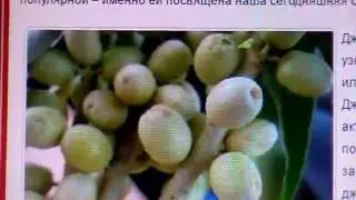 ДЖИДА- СУПЕР ЛЕЧЕБНЫЙ ЧАЙ ОТ НЕСКОЛЬКИХ СЕРЬЁЗНЫХ БОЛЕЗНЕЙ 2 июня 2016