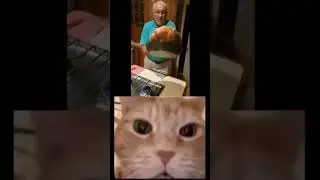 #memes #cat