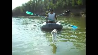 Приколы коты и кошки