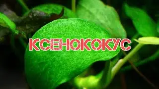 КСЕНОКОКУС. ПРИЧИНЫ ПОЯВЛЕНИЯ И МЕТОДЫ БОРЬБЫ