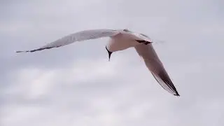 Música_e_Natureza_-_Música_Relaxante_e_Vídeo_com_Lindas_Aves_-_Relaxar(1080p)