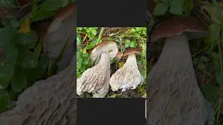 Грибы СЕТЧАТЫЕ ! СКАЗКА !