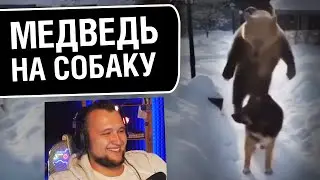 НЕОБЫЧНЫЕ МЕМЫ -  МЕДВЕДЬ НАПАЛ НА СОБАКУ Реакция Дезертода