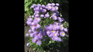 Эригерон
