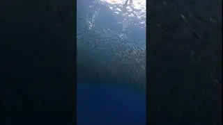 The Epic Moalboal Cebu Sardines Run