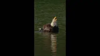 Take a Bath