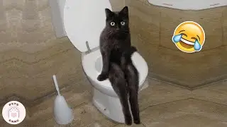 Funniest Cats That Will Put You in Happy Mood #8 🤣 WEIRD CATS Videos | Pets Gang