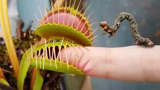 Why do the Most Dangerous Carnivorous Plants Eat Animals?