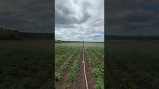 Полив картофеля Якутия