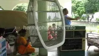 Hermaphrodite Video