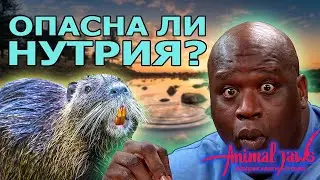 Стоит ли опасаться нападений нутрии