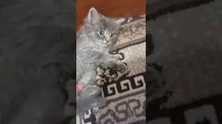 маленькие котики