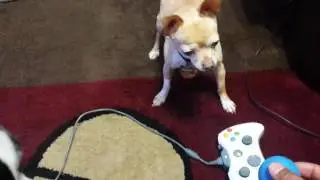 RIP Sammy