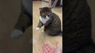Дай лапу Вася, на сам тянись за ней!