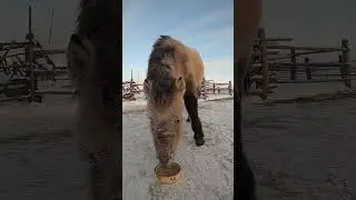 Боотур кушает овёс. Смачный хруст!
