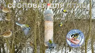Кормушка в кустарнике | 2023 4 марта | Воробьи | Синицы | Лазоревки | Свиристели | Сороки | Котик