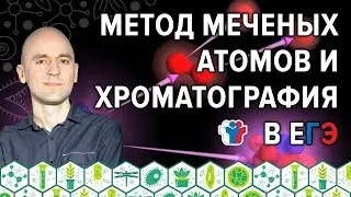44. Метод меченых атомов и хроматография в ЕГЭ по биологии