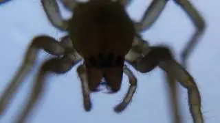 Yellow Sac Spider - Drinking/Grooming