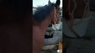 Опять лечим жеребенка, в этот раз литовского тяжеловоза по кличке 