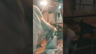 JDC Zaffar Abbas 8 Feet Cow Huge Bakra Eid 2024