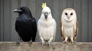 When Birds With Completely Different Personalities Meet 😂 FUNNIEST Birds Compilation 2026