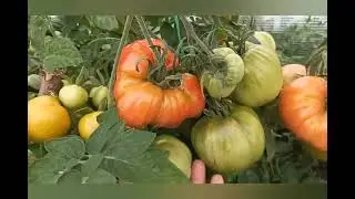 🔥ОБЗОР ТОМАТОВ 2022🍅. 💯Идеальные сорта 🍅для выращивания)!!