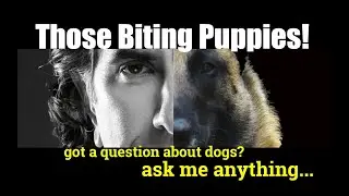 How to Get Puppies to Stop Biting - ask me anything - Puppy and Dog Training
