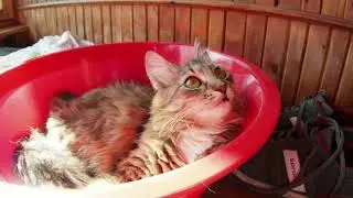 Видишь зайчика? А он есть! #котик #кошка  #кот