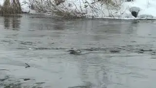 Быстрина реки Савала около Русановского моста.